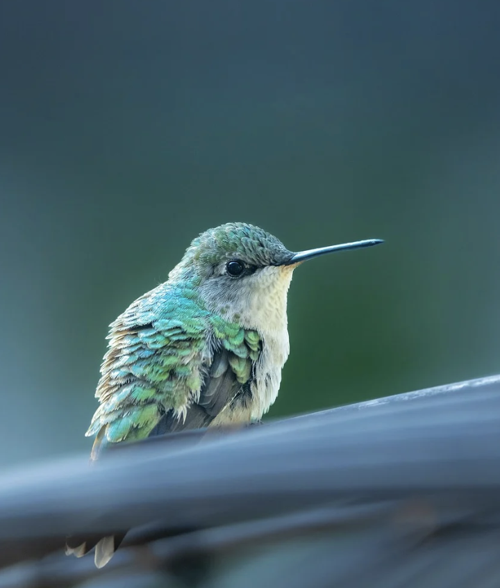 Kolibrie Vogel Natuur - Gratis foto op Pixabay - Pixabay 2023-07-19 16-52-34